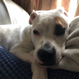 Meet your Posher, Joe